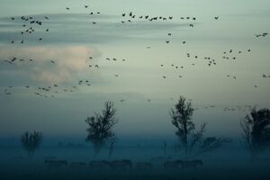 Foggy landscape with birds and horses - how to respond and stop gossiping at work