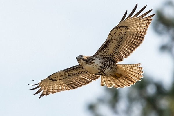 High flying bird - super boss leader birds eye view