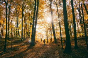 Walk in an autumn forest - think how to verify business idea