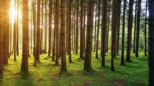 Forest in the sun - looking for the best business ides