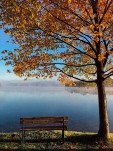 Bench, tree and lake view - how to fire an employee nicely