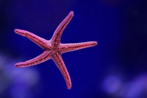 Pink Starfish - best customer service star