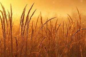 Wheat field - Building Customer Relationships