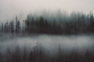 Fog in the forest - toxic environment