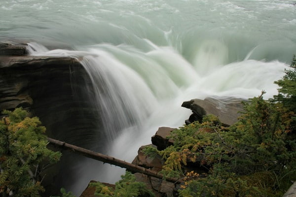 Failed tree - Why businesses fail