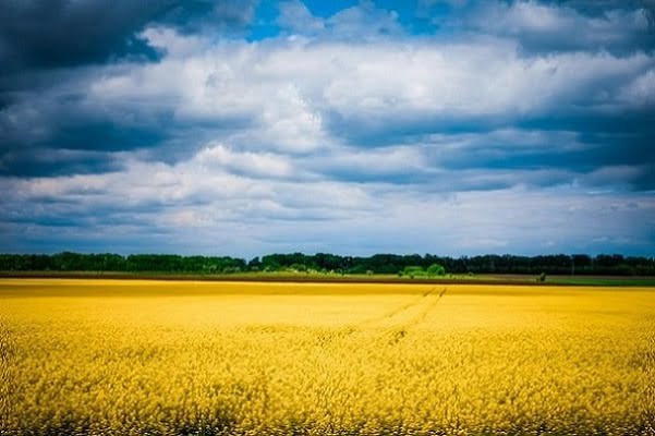 Landscape with the colours of Ukrainian flag - blue and yellow