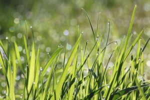 Green grass - selecting new employees