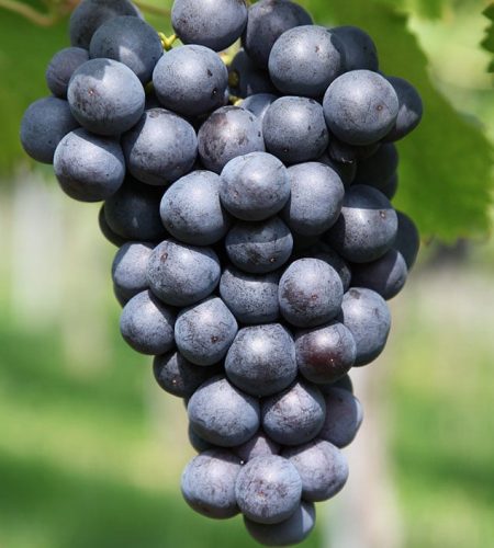 Grapes. Superboss leadership values.